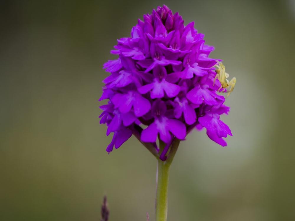Guidad orkidésafari på Gotland