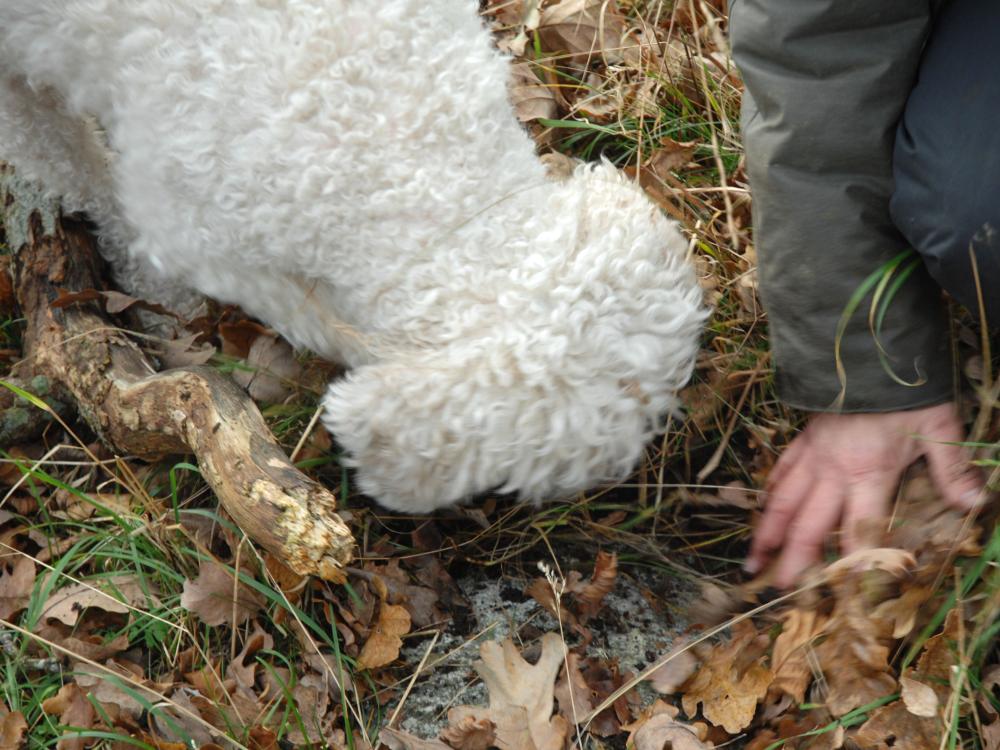 Exciting Truffle Hunt