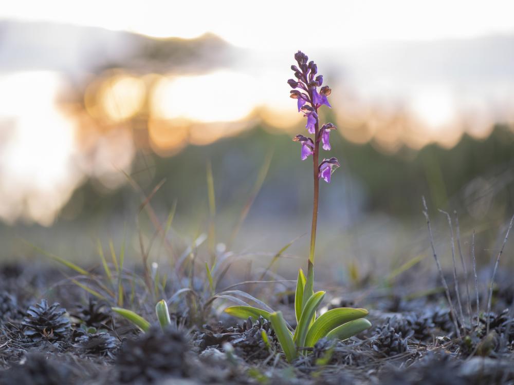 Guidad orkidésafari på Gotland