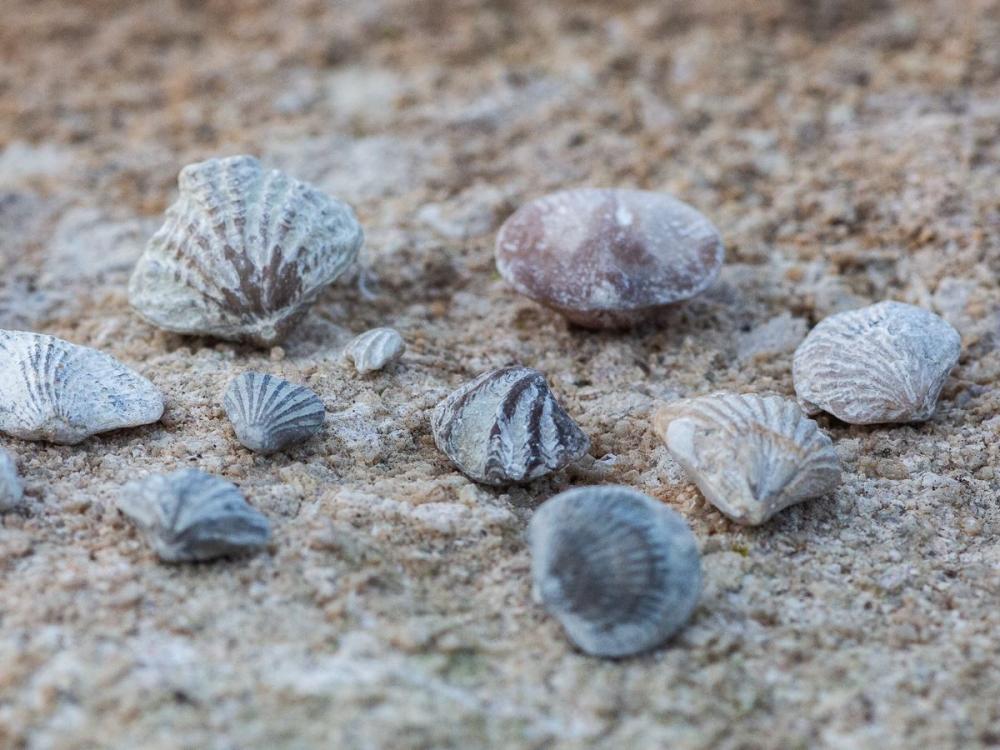 Guidad fossilsafari på Gotland