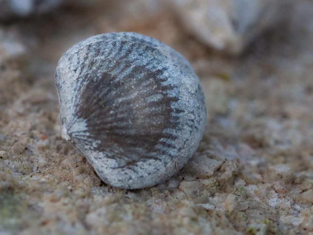 Guidad fossilsafari på Gotland